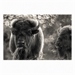 Pemberly Row Bison Duo Frameless Tempered Glass Wall Art - Multicolor
