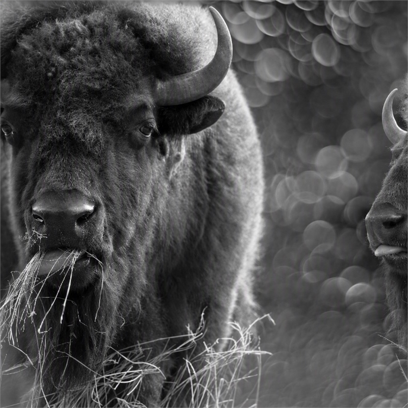 Pemberly Row Bison Duo Frameless Tempered Glass Wall Art - Multicolor