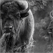 Pemberly Row Bison Duo Frameless Tempered Glass Wall Art - Multicolor