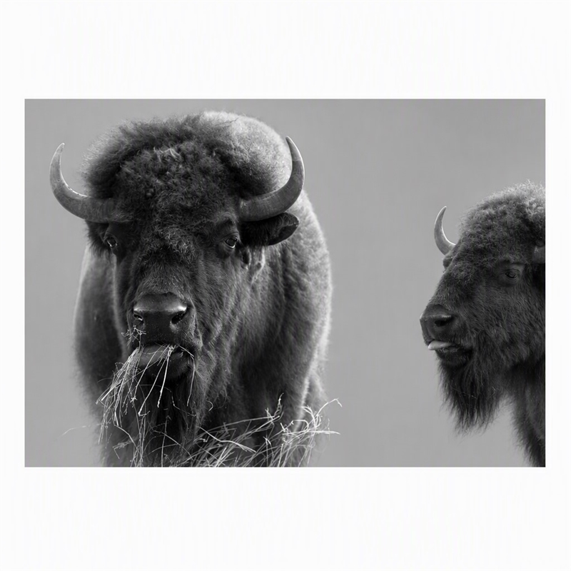 Pemberly Row Bison Duo Frameless Tempered Glass Wall Art - Multicolor