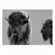 Pemberly Row Bison Duo Frameless Tempered Glass Wall Art - Multicolor