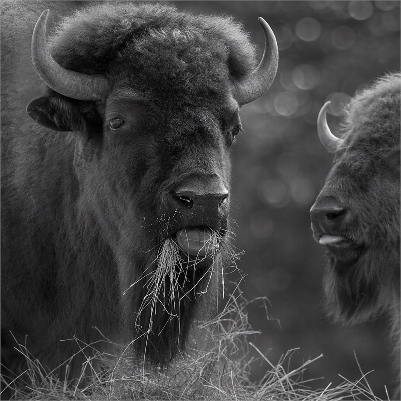 Pemberly Row Bison Duo Frameless Tempered Glass Wall Art - Multicolor