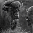 Pemberly Row Bison Duo Frameless Tempered Glass Wall Art - Multicolor