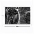Pemberly Row Bison Duo Frameless Tempered Glass Wall Art - Multicolor