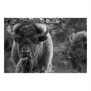 Pemberly Row Bison Duo Frameless Tempered Glass Wall Art - Multicolor