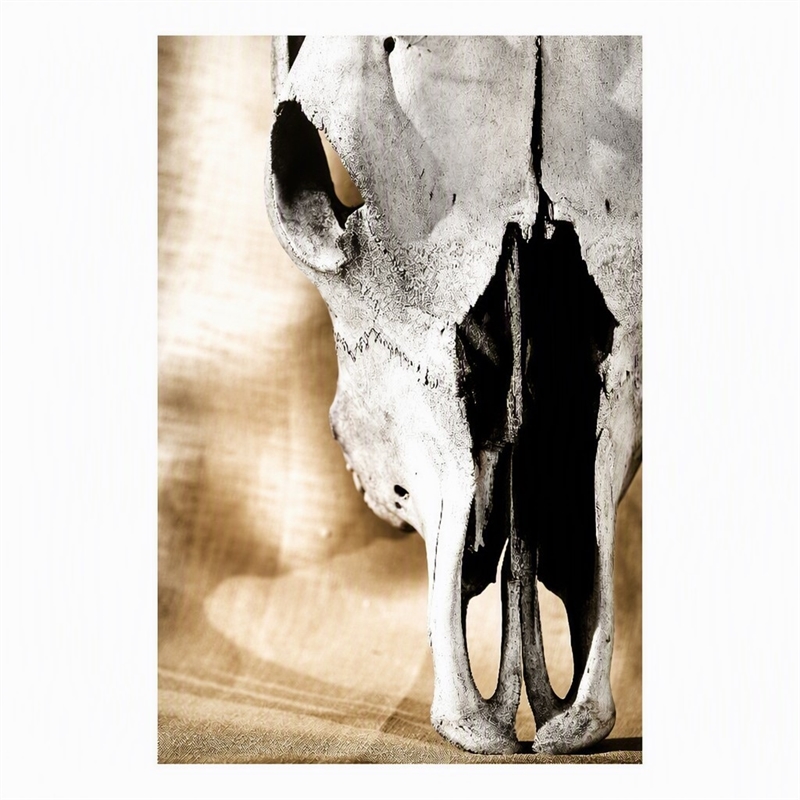 Pemberly Row Cattle Skull Tempered Glass Wall Art - 40