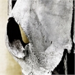 Pemberly Row Cattle Skull Tempered Glass Wall Art - 40