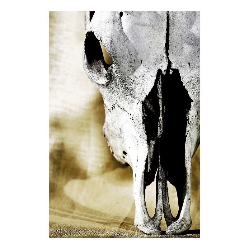 Pemberly Row Cattle Skull Tempered Glass Wall Art - 40