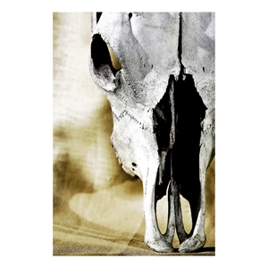 Pemberly Row Cattle Skull Tempered Glass Wall Art - 40&quot x 60&quot - Multicolor