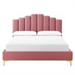 Pemberly Row Queen Velvet Platform Bed in Dusty Rose with Gold Legs