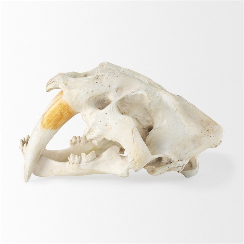 Maklaine Contemporary White and Tan Colored Resin Sabretooth Skull Replica
