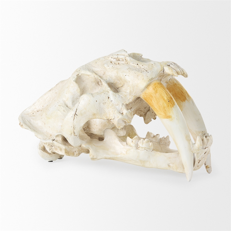 Maklaine Contemporary White and Tan Colored Resin Sabretooth Skull Replica