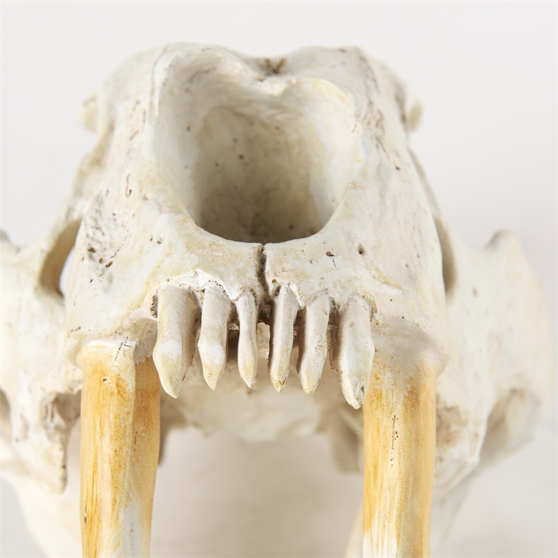 Maklaine Contemporary White and Tan Colored Resin Sabretooth Skull Replica