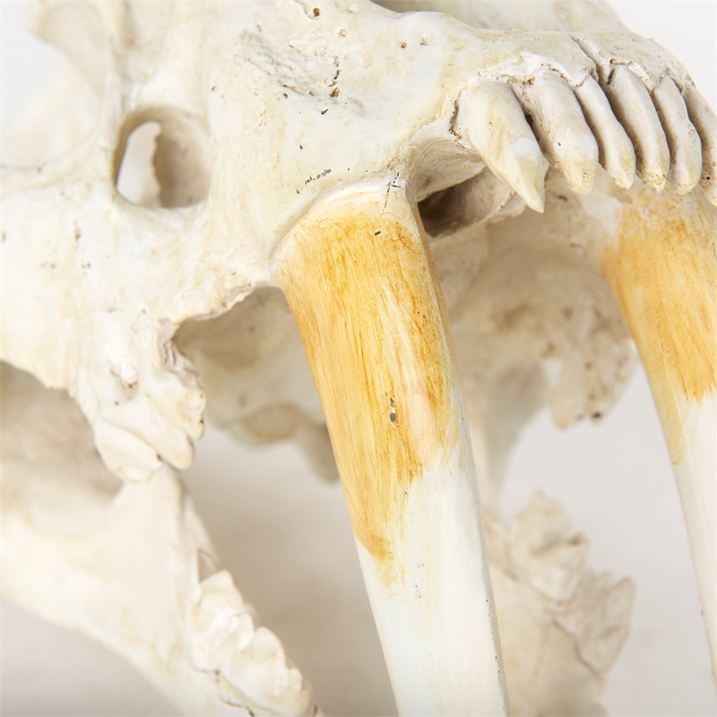 Maklaine Contemporary White and Tan Colored Resin Sabretooth Skull Replica