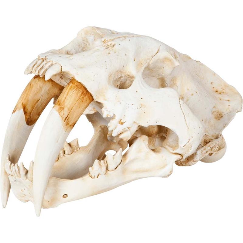Maklaine Contemporary White and Tan Colored Resin Sabretooth Skull Replica