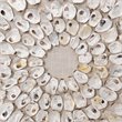 Maklaine Contemporary Shell-Patterned Framed Coastal Wall Art in White