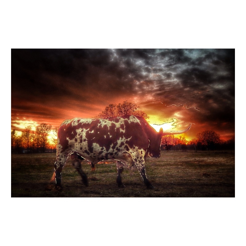Maklaine Longhorn at Sunset Tempered Glass Wall Art in Multicolor