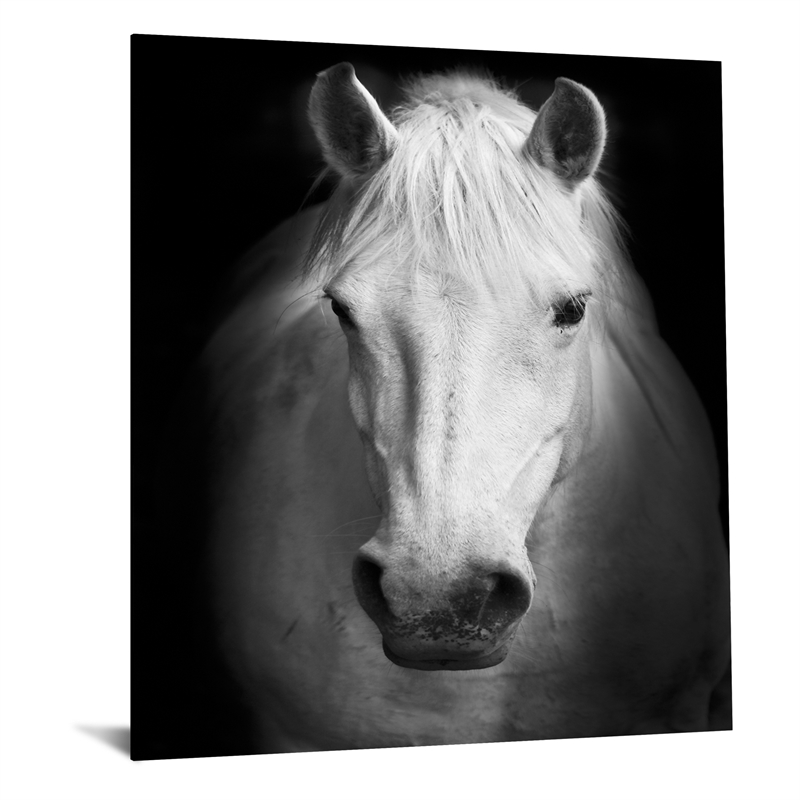Maklaine White Horse Tempered Glass Wall Art 40