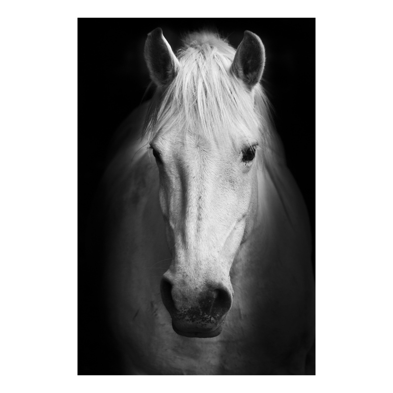 Maklaine White Horse Tempered Glass Wall Art 40