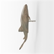 Mercana Willa Large Wall-Mountable Gray Resin Whale Shark Sculpture