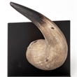 Mercana Nickerson Brown Tones Resin Bull Horn Bookend