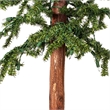 Vickerman 2/3/4' Natural Alpine Artificial Christmas Trees in Green (Set of 3)
