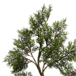 Vickerman 5' Fabric Artificial Cedar Tree with Planters Pot in Green