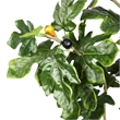 Vickerman 4' Contemporary Fabric Artificial Potted Fig Tree in Green