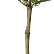 Vickerman 3' Artificial Green and Yellow Lemon Tree in Pot.