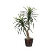 Vickerman 4' Artificial Marginata Bush with Rattan Basket in Dark Green