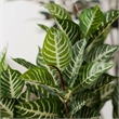 Vickerman 35
