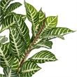 Vickerman 35