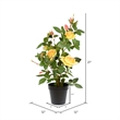 Vickerman 21