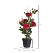 Vickerman 21