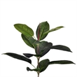 Vickerman 7' Potted Artificial Green Rubber Tree.