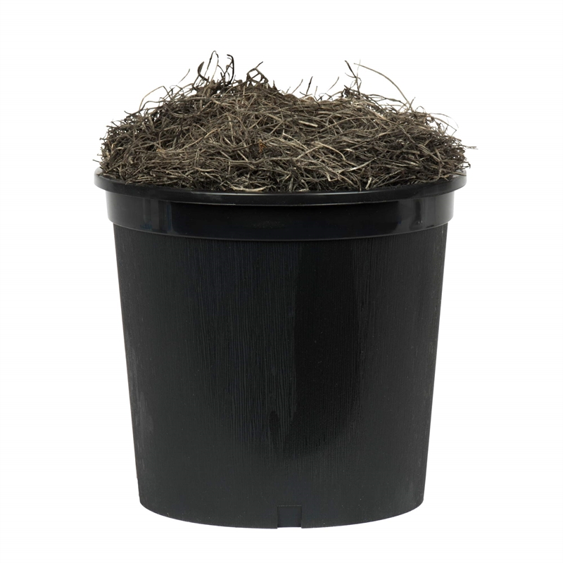 Vickerman 6' Artificial Capensia Executive Tree with Black Pot in Green/Red