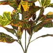 Vickerman 34