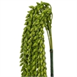 Vickerman 39