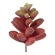 Vickerman 4