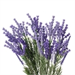 Vickerman 19