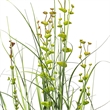 Vickerman 36