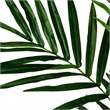 Vickerman 8' Artificial Potted Kentia Palm.