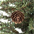 Vickerman 6