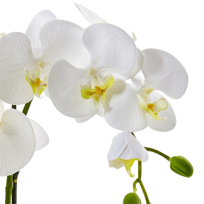 Nearly Natural Bold Phalaenopsis Orchid with Two-Toned Ceramic Pot in White/Tan
