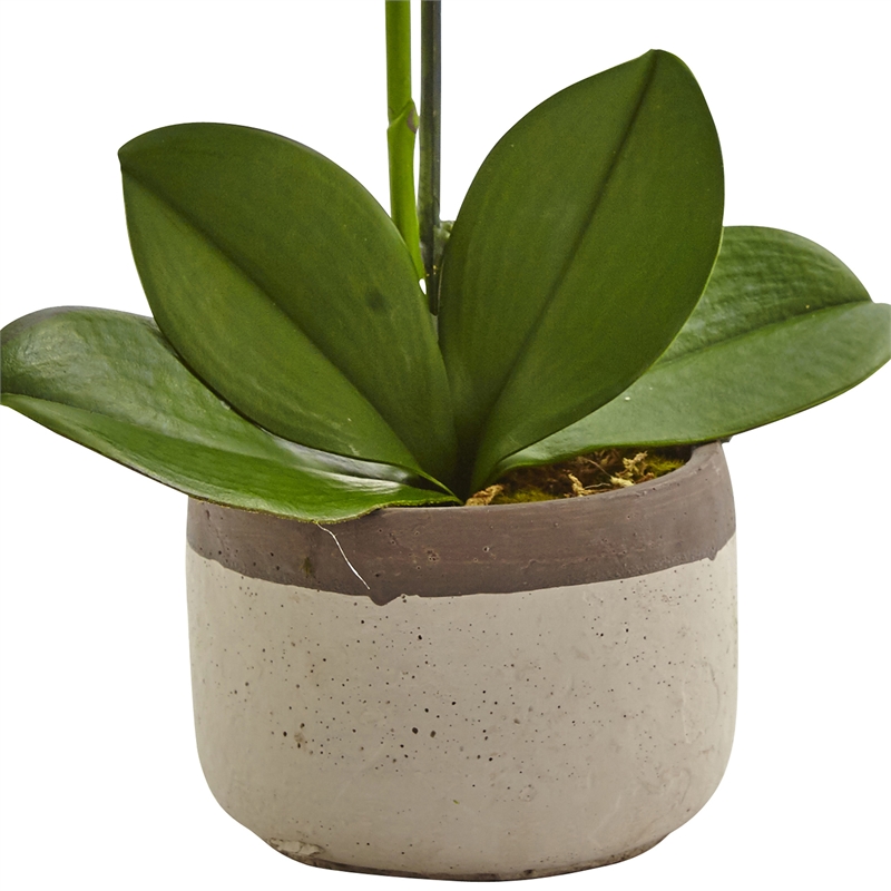 Nearly Natural Bold Phalaenopsis Orchid with Two-Toned Ceramic Pot in White/Tan