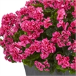 Nearly Natural Geranium Artificial Plant in Slate Planter UV Resistant