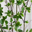 Nearly Natural 7ft Minimalist Citrus Artificial Tree in Green