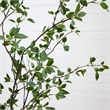 Nearly Natural 7ft Minimalist Citrus Artificial Tree in Green
