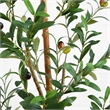 Nearly Natural 5ft Artificial Olive Tree with Natural Trunk in Green