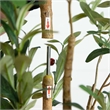 Nearly Natural 6ft Artificial Olive Tree with Natural Trunk in Green